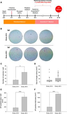 Enhanced efficiency of generating human-induced pluripotent stem cells using Lin28-30Kc19 fusion protein